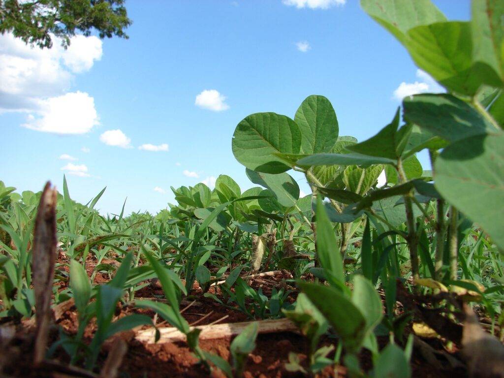 O crescente uso de biodefensivos no Brasil